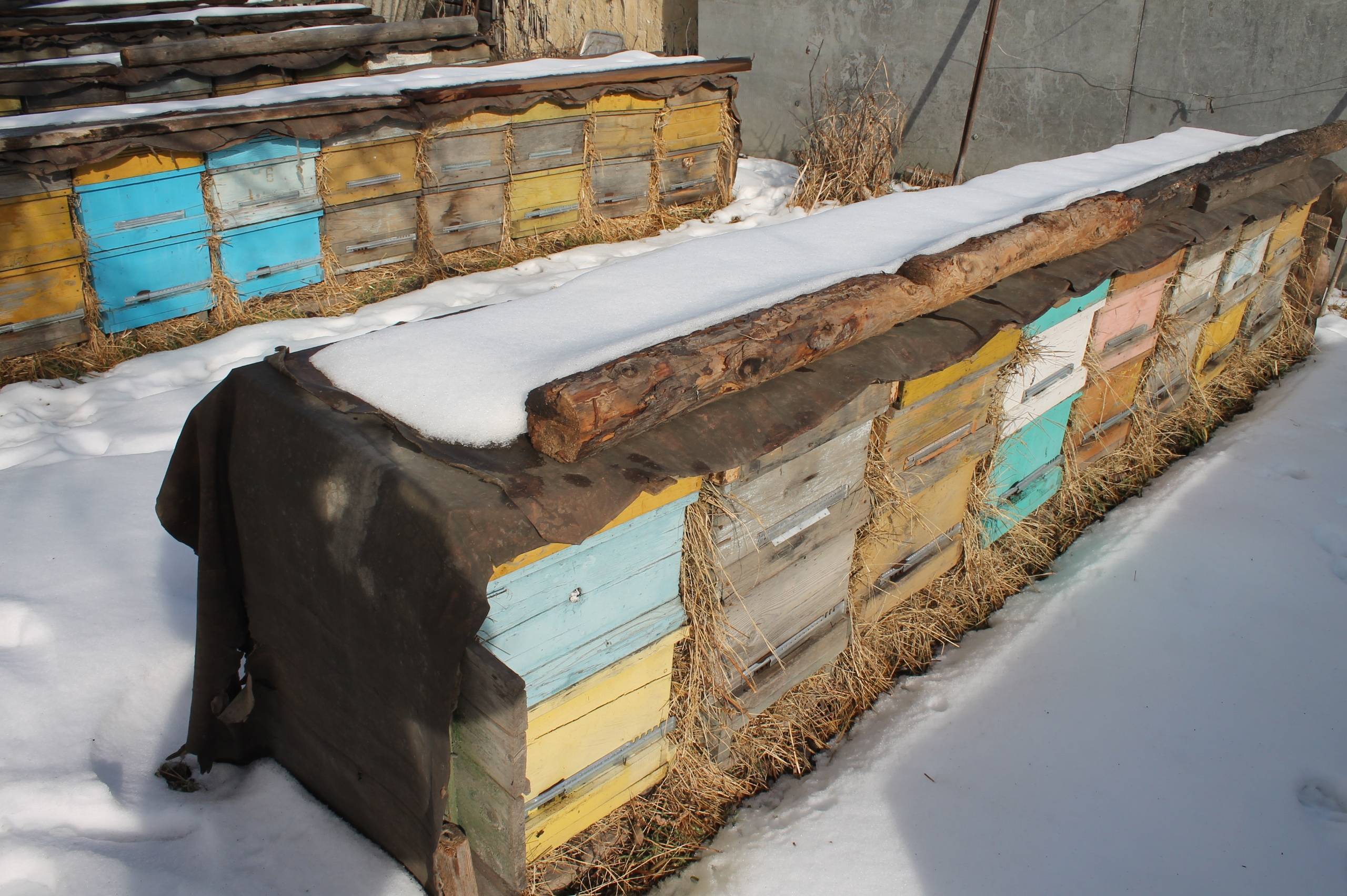Cпят ли пчелы зимой, как зимуют в улье, омшанике, на улице, чем кормить пчел
