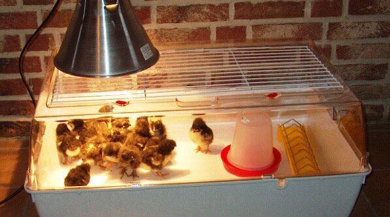 Отопительные приборы для обогрева цыплят в птичниках