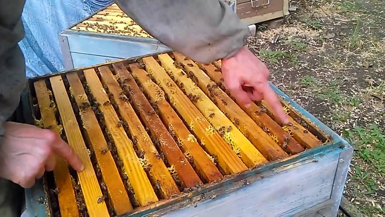 Подготовка пчел к зиме – этапы подготовки и видео
