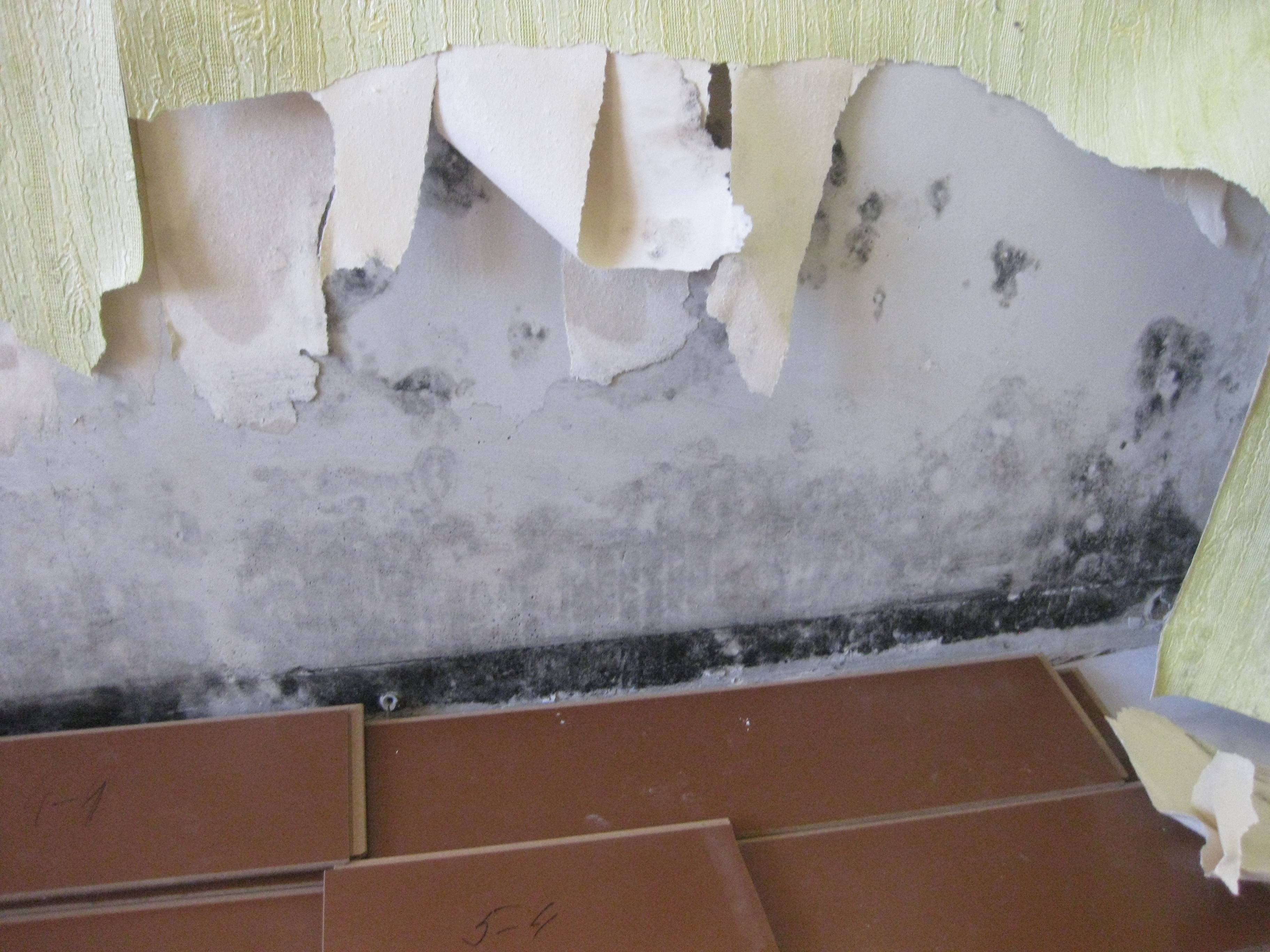 Плесень на стене в квартире: что делать, чтобы вывести грибок