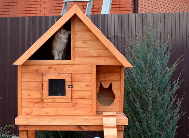 ᐉ как утеплить будку для кошки на зиму — что постелить в конуру собаке? - zoo-mamontenok.ru
