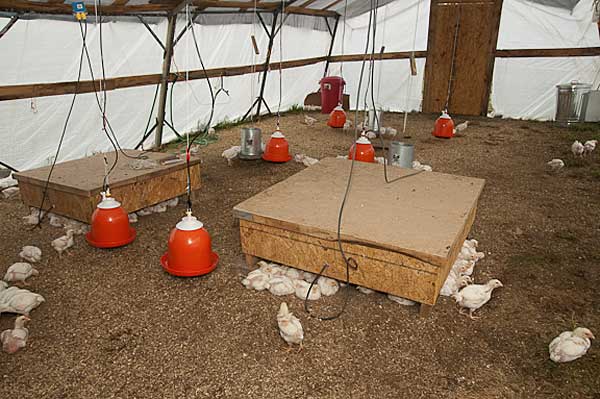 Приспособления и устройства для обогрева цыплят