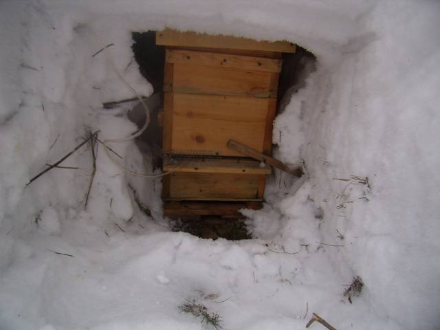 Зимовка пчел: на улице, воле, подготовка к зиме (как зимуют, где зимуют пчелы, что делают?)
