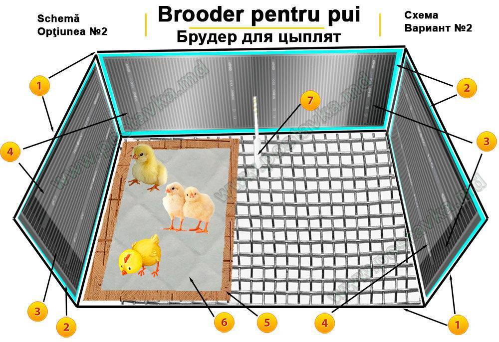 О температурном режиме для цыплят в первые дни жизни (уход в домашних условиях)