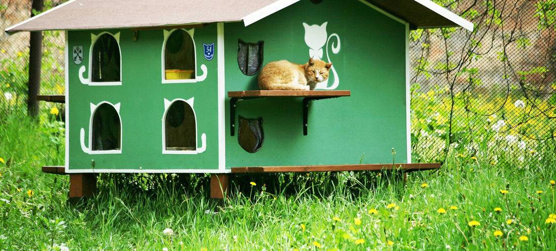 Уличный домик для кошки — как сделать зимнюю кошачью будку своими руками (идеи и инструкции с фото)